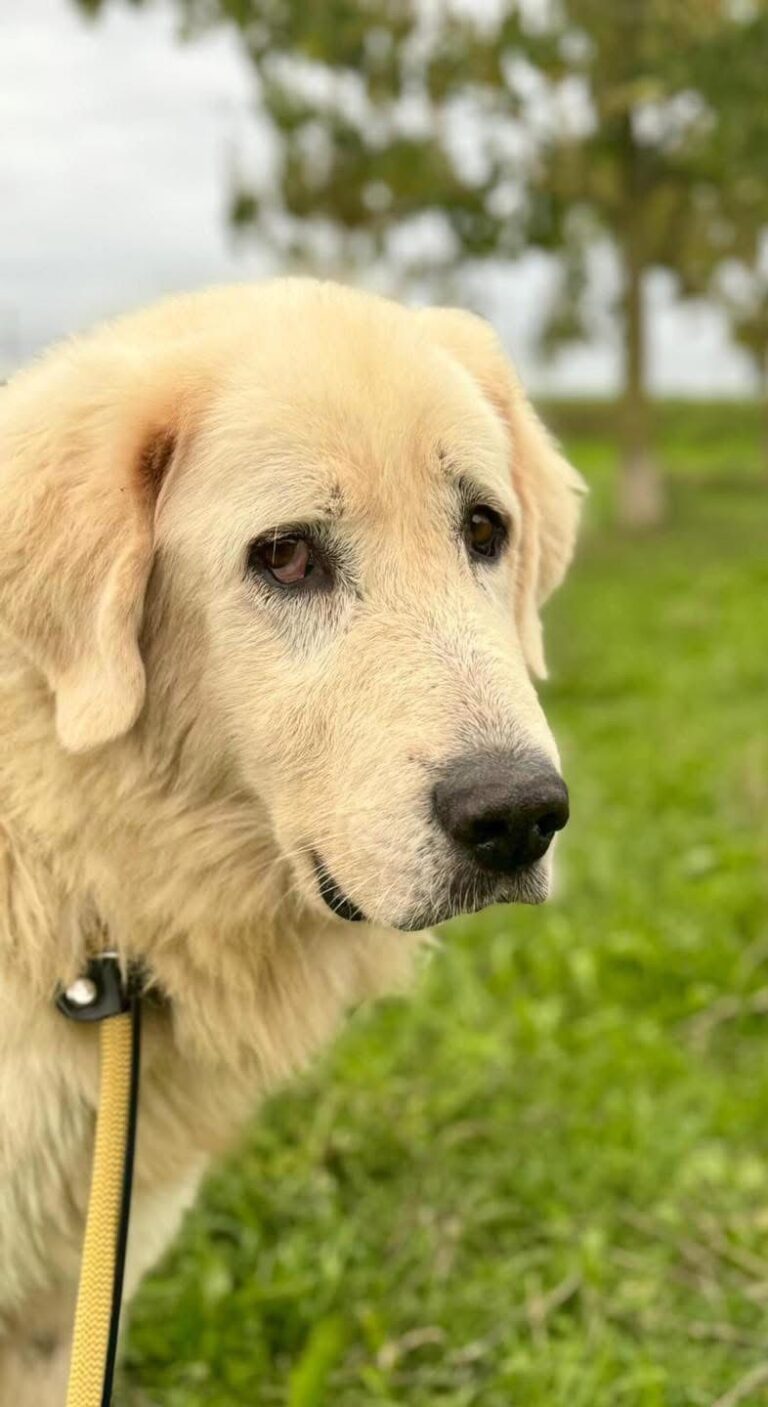 LOGAN