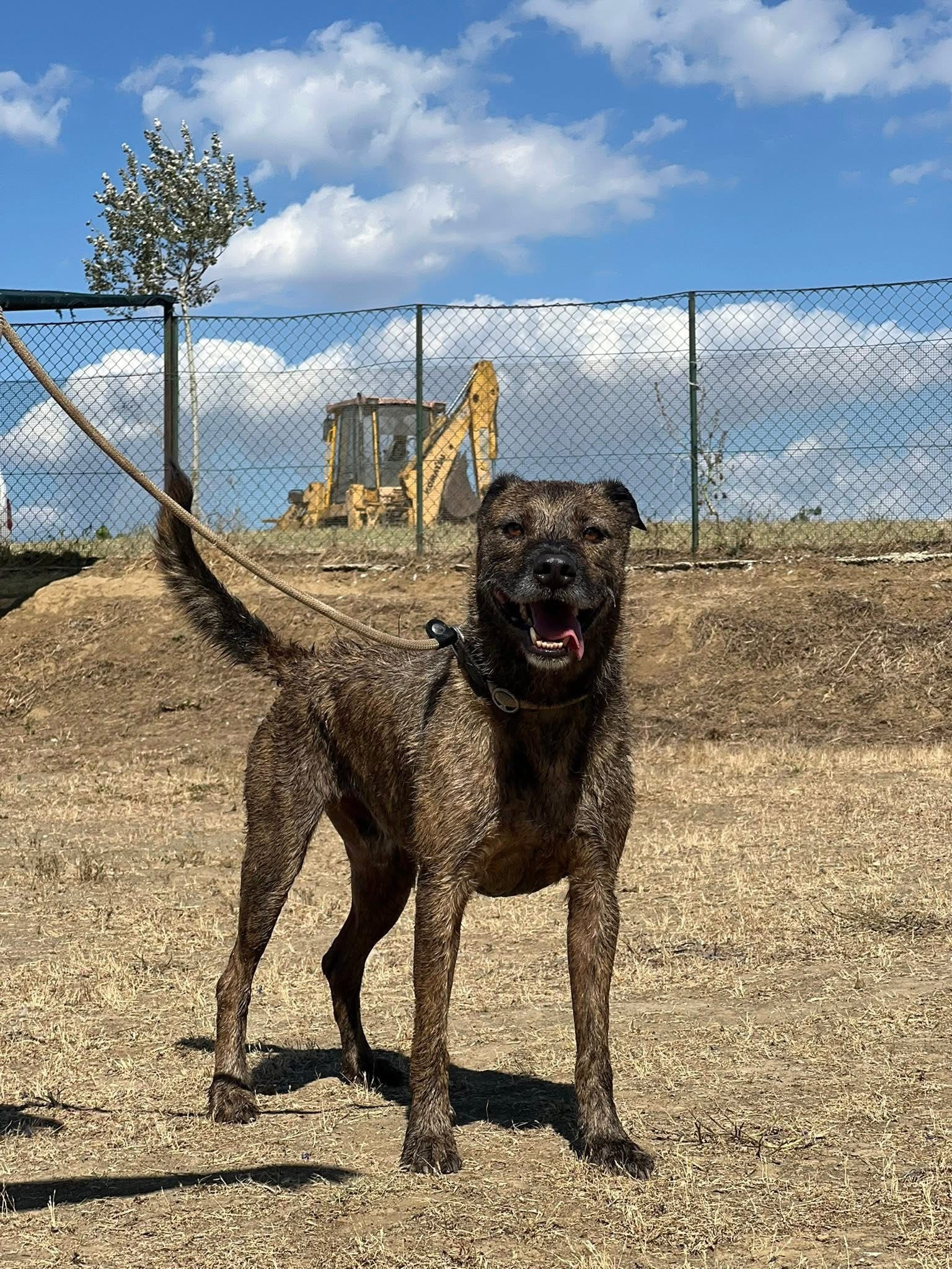 TYSON